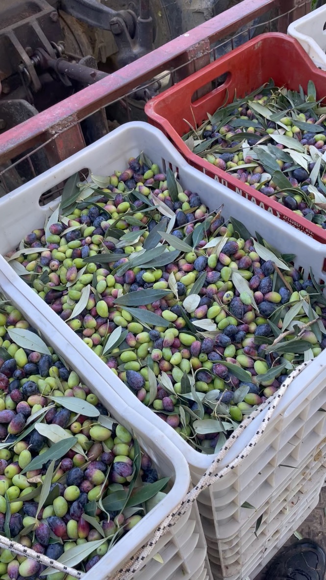 Frisch geerntete Oliven in Kisten