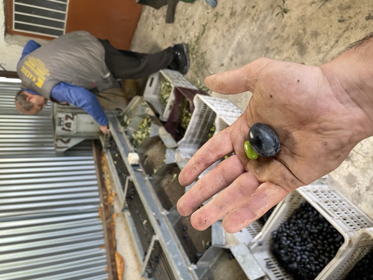 Olivenpresse — Sortierung von Hand